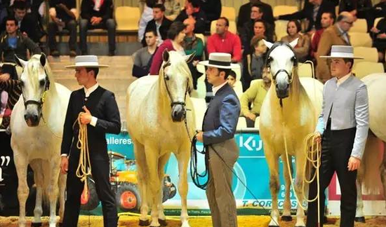 西班牙塞维利亚的年度马展上的“种公马秀”
