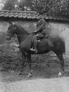 一战英军战马（可能是克里夫兰骝马，主要用来拉车，一战差点让这种马消失。）