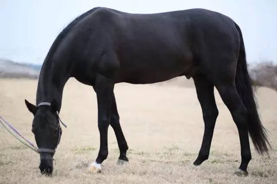 小牛看马:创吉尼斯纪录 走进世界最大名马博物馆