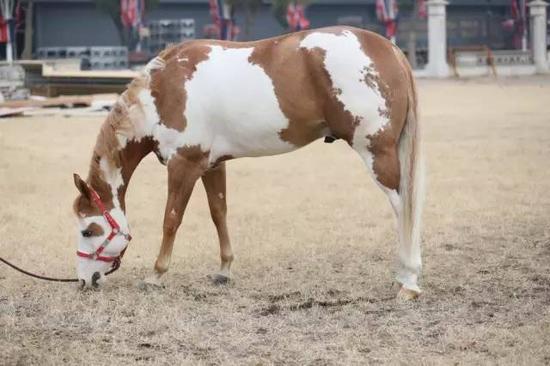 小牛看马:创吉尼斯纪录 走进世界最大名马博物馆