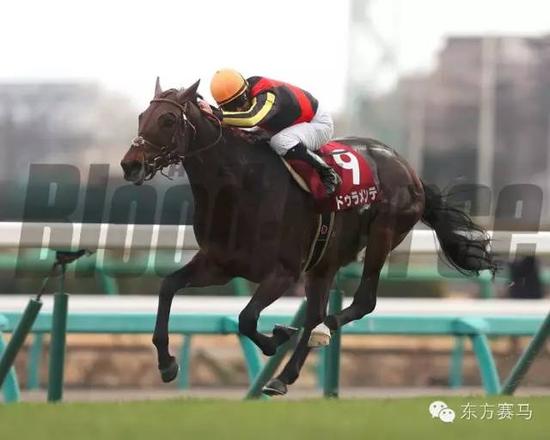 ▲图/Bloodhorse，‘大鸣大放’