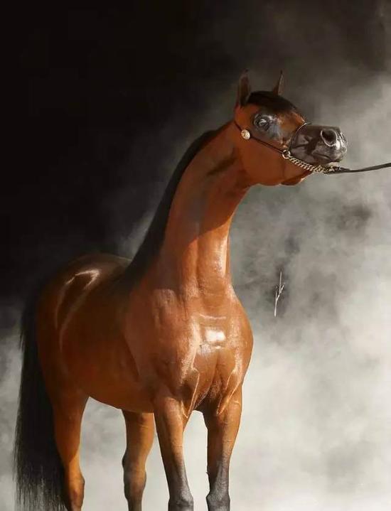 美丽勇敢的阿拉伯马:发展历史悠久曾被用作战马_马术_新浪竞技风暴_新浪网