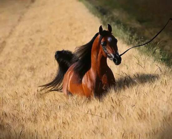 美丽勇敢的阿拉伯马:发展历史悠久 曾被用作战
