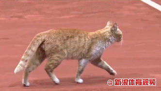 猫步gif_喜走猫步的微微上翘已在国际法庭任职