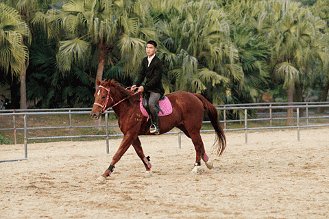 学骑马的四大误区:理论知识和亲身体验同样重要