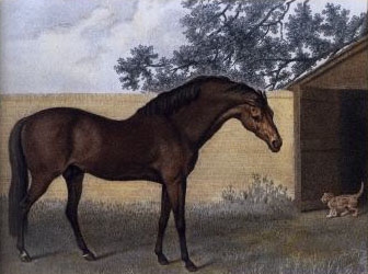 （▲高多芬阿拉伯；画家George Stubbs）