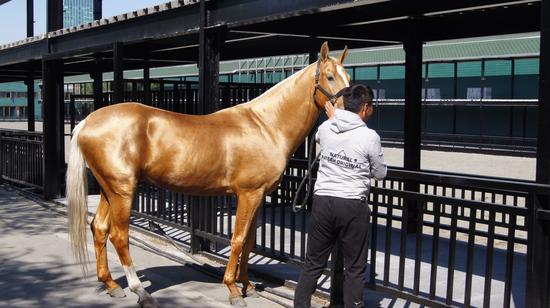 体博会来广州看汗血马!2016广东体育博览会将