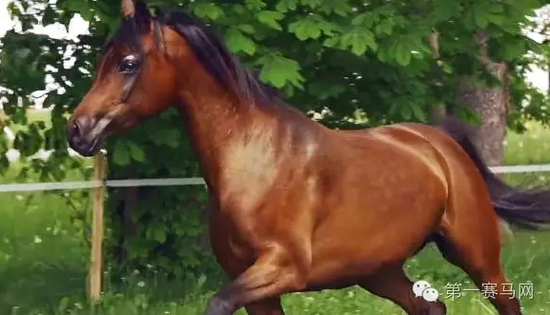 2016年Pride of Poland“波兰之傲”阿拉伯马拍卖会第29号候选马匹Czarusia