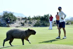 卢晓晴里约奥运球场见鳄鱼 不害怕反而兴奋