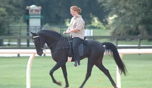 影视表演最佳道具 性格温顺步伐优雅的田纳西走马