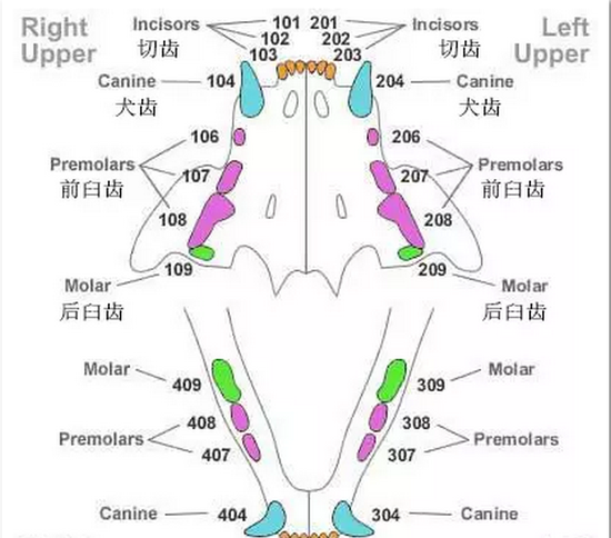 马的牙齿排列图