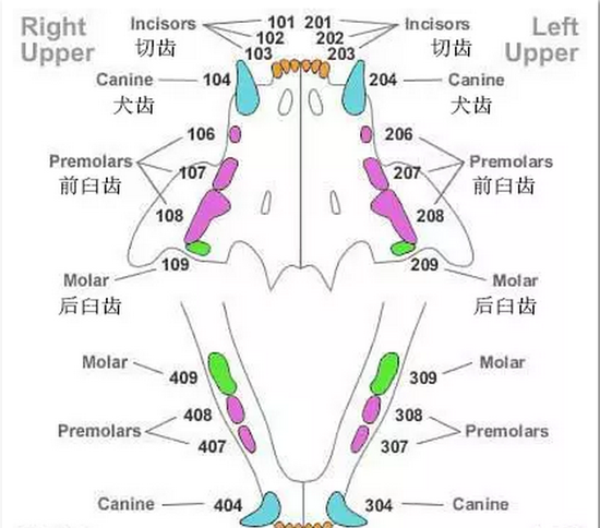 学起来!马匹年龄不是秘密 掰开马嘴看牙齿就知道