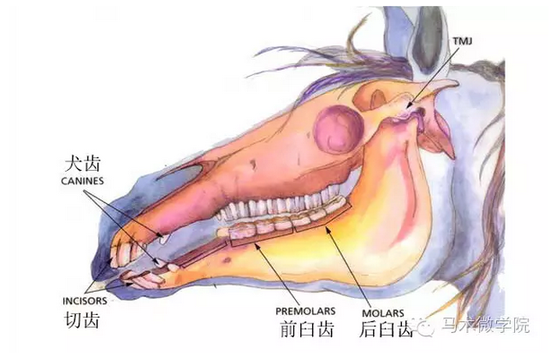 马头部侧视图