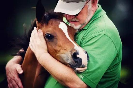 地球上最古老的马种阿拉伯马 耐力耐力赛的统
