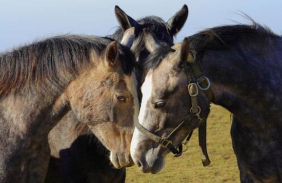 了解马儿习性方便交流 学会马术礼仪提高观赛乐趣