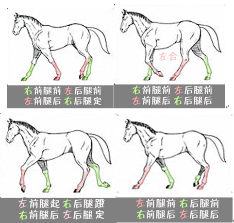 马小浪带你学骑马先来认识马儿如何走路和跑步