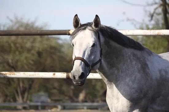 足球博彩的书卡罗:执教一方是机遇也是挑战皇