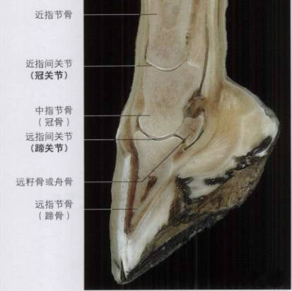 复杂的马蹄内部结构