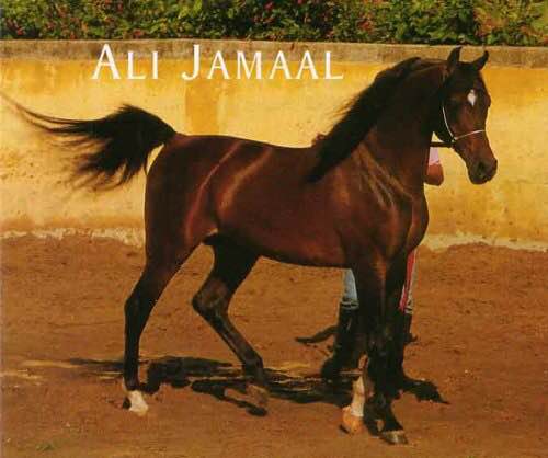 传奇名马Ali Jamaal