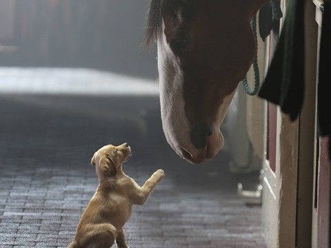 百威啤酒犬马情深