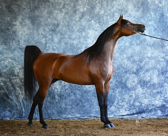 见证活的艺术品!中国马亮相Scottsdale阿拉伯马展