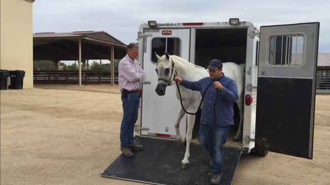 2016年瑞雅达抵达Greg Gallun先生的马房开始参赛前的热身训练