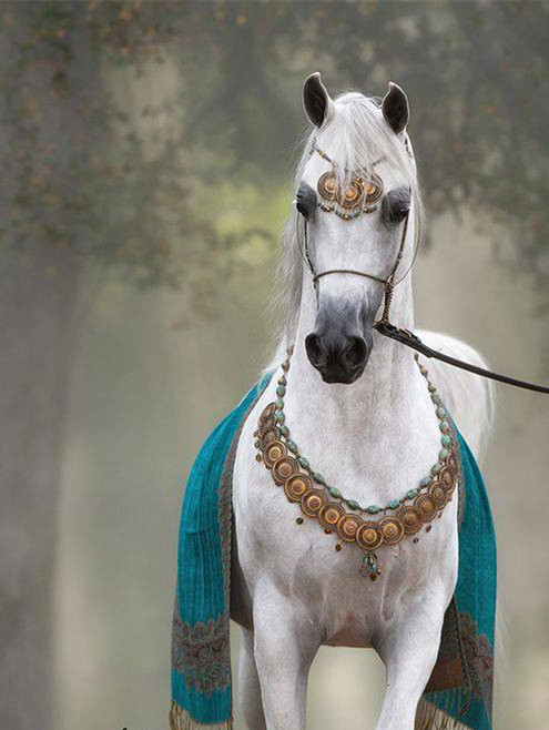 见证活的艺术品!中国马亮相Scottsdale阿拉伯马展_马术_新浪竞技风暴_新浪网