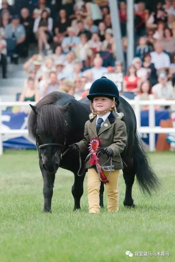 pony马到底是什么马 中国有没有自己的pony?