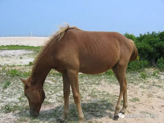 　挪威峡湾马，是不是pony，也有争议。