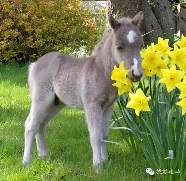 pony马到底是什么马 中国有没有自己的pony?_