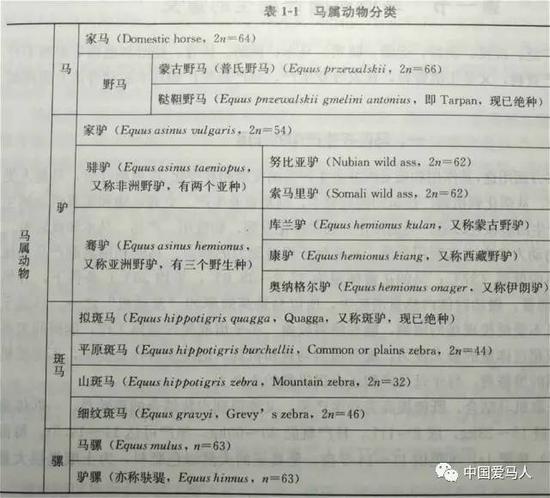 马属动物分类,引自《新概念马学》