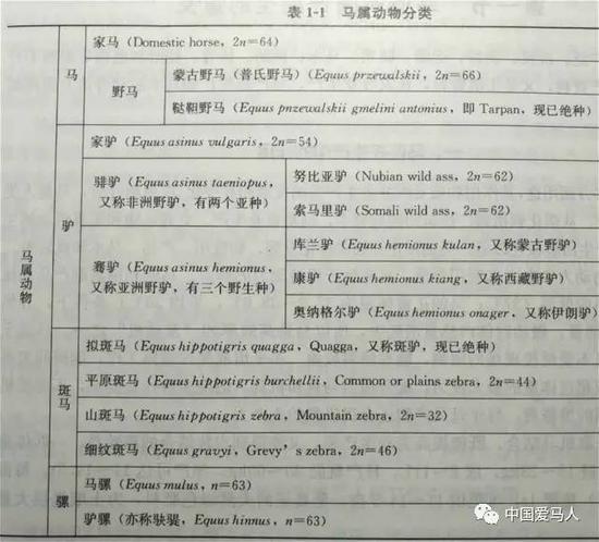 马属动物分类，引自《新概念马学》