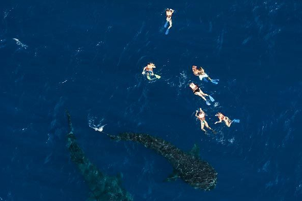 浮潜看鲸鲨