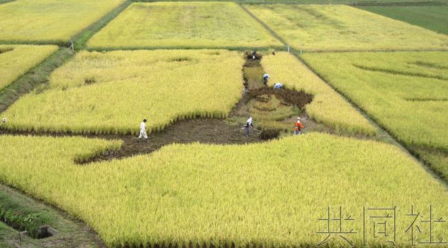 宫城县羽生结弦稻田画免遭台风破坏