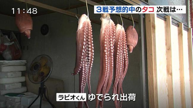 章鱼“拉比奥”被煮熟