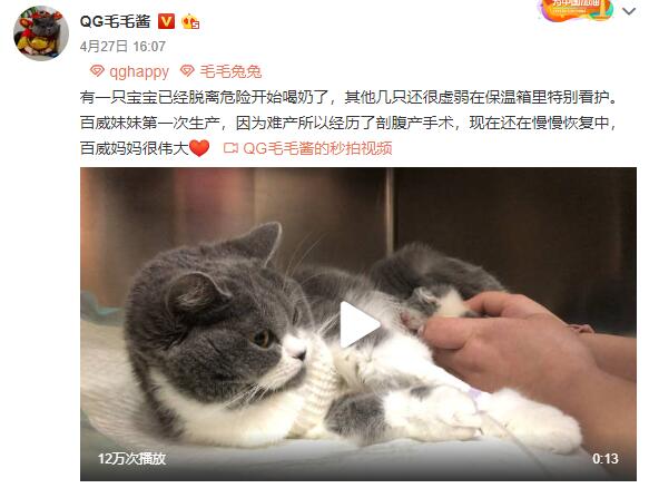 可怜的小猫遭遇了难产