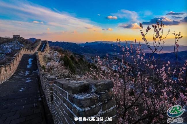 春雪春花慕田峪长城（照片来源：怀柔政府网）