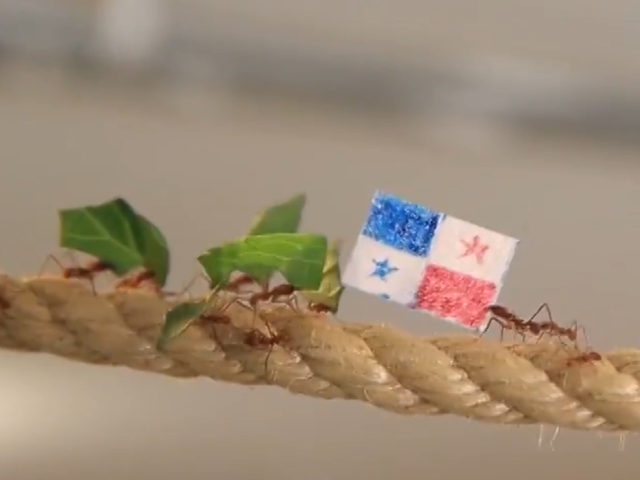 前有章鱼保罗后有小蚂蚁 预测赛事结果萌萌哒