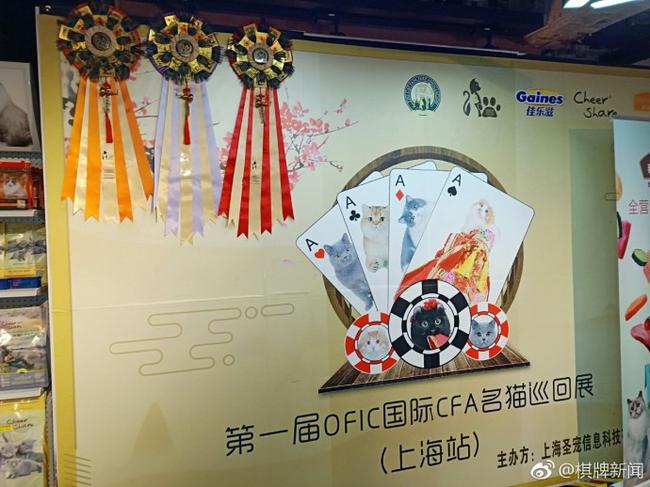 第一届OFIC国际CFA名猫巡回展上海站蓄势待发