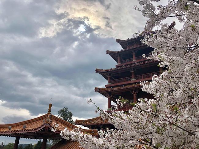樱花