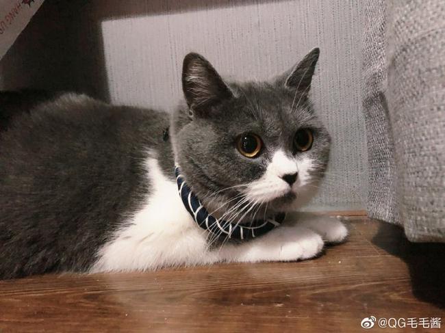 可爱的小猫成为电竞战队QG的“小明星”