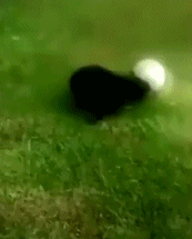 这只狗的技术了得！