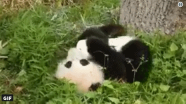 国宝大熊猫也来凑热闹