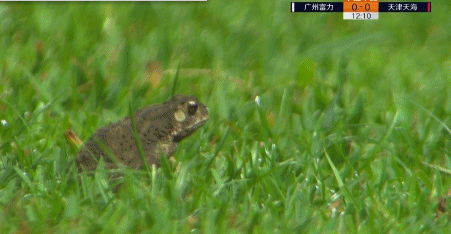 越秀山体育场草坪上的小青蛙