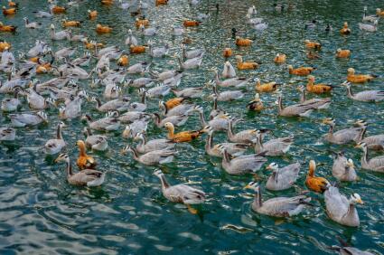 龙王潭中有数百只美丽的越冬候鸟。