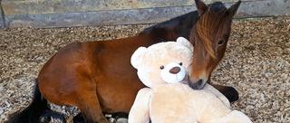 小马驹与泰迪熊成儿时玩伴