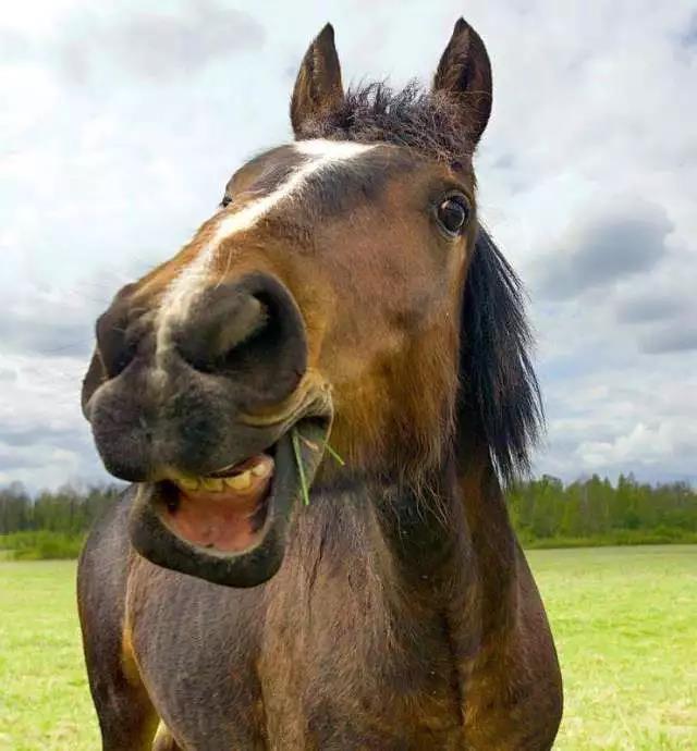 马儿吃草