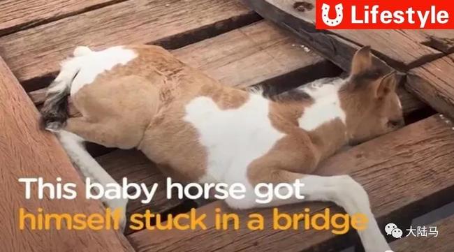 小马被卡在桥中