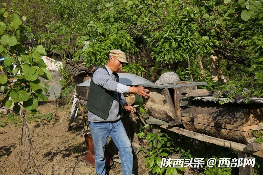 宁陕县有多少人口_宁陕县95后青年王显章 放弃高薪返乡养殖芦花鸡