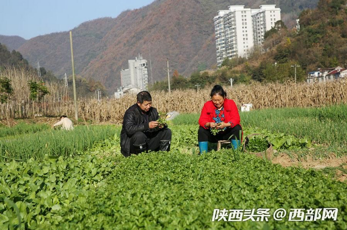 宁陕多少人口_太阳鸟宁陕
